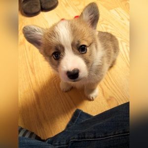 Meet your Posher, Gino